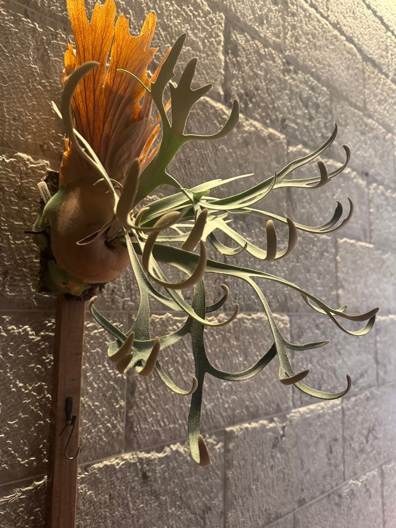 ビカクシダ P.willinckii Moonlight vp ムーンライトVP