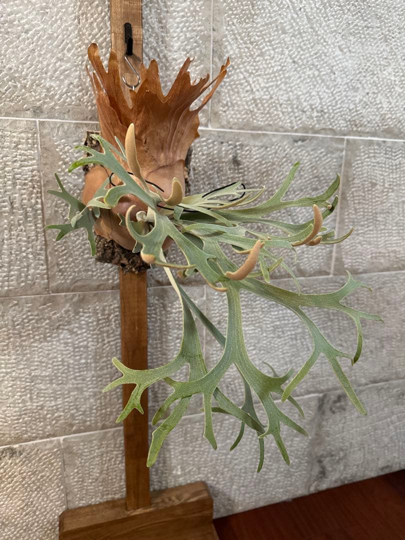 ビカクシダ P.willinckii Moonlight vp ムーンライトVP