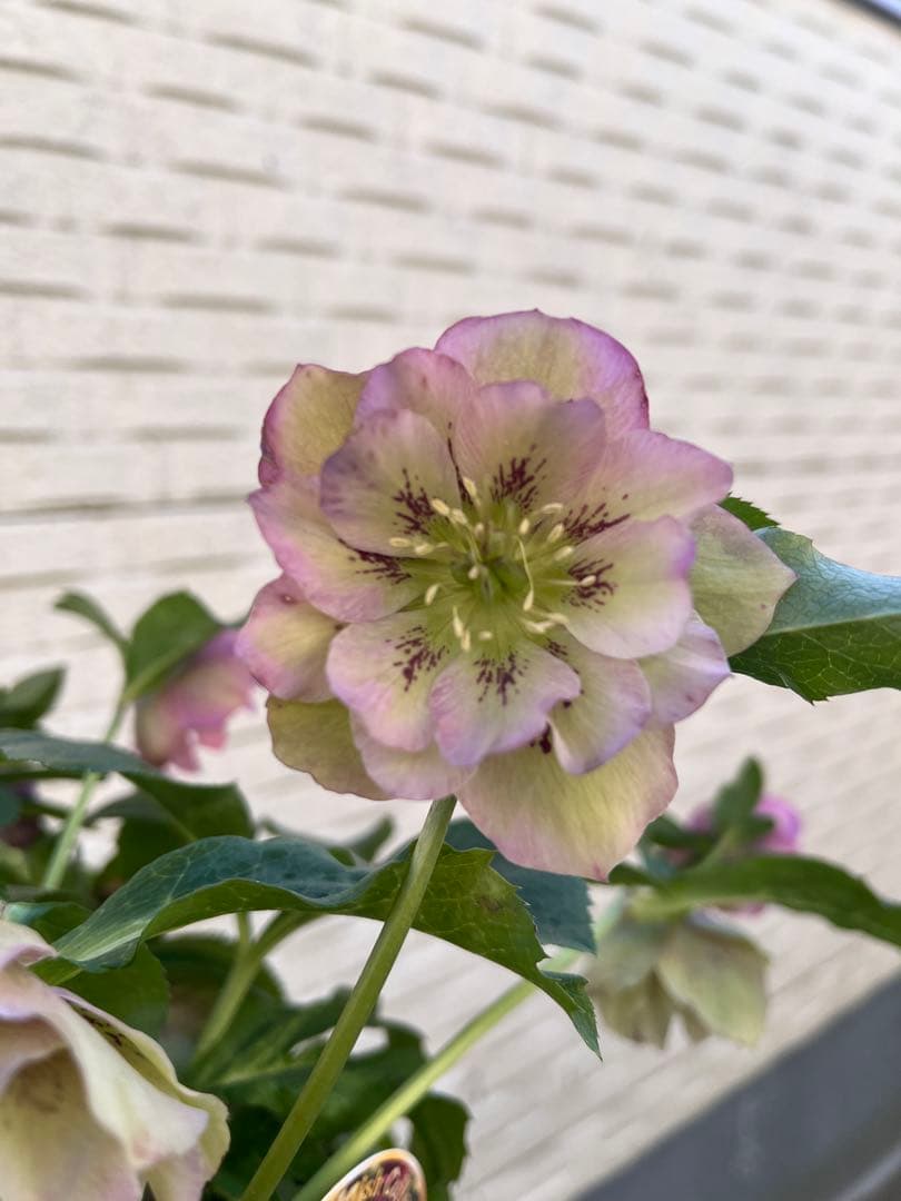 売り尽くしまとめ特価 クリスマスローズ 八重 ダブル 5号 4鉢セット