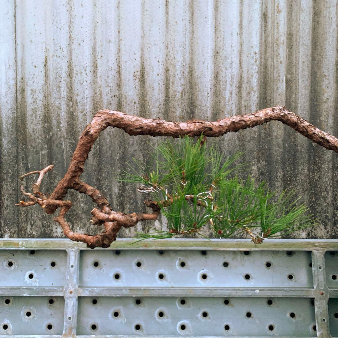 信州産　赤松　山木　山採り　赤幹　古木　長野県産　盆栽