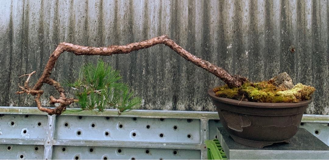 信州産　赤松　山木　山採り　赤幹　古木　長野県産　盆栽