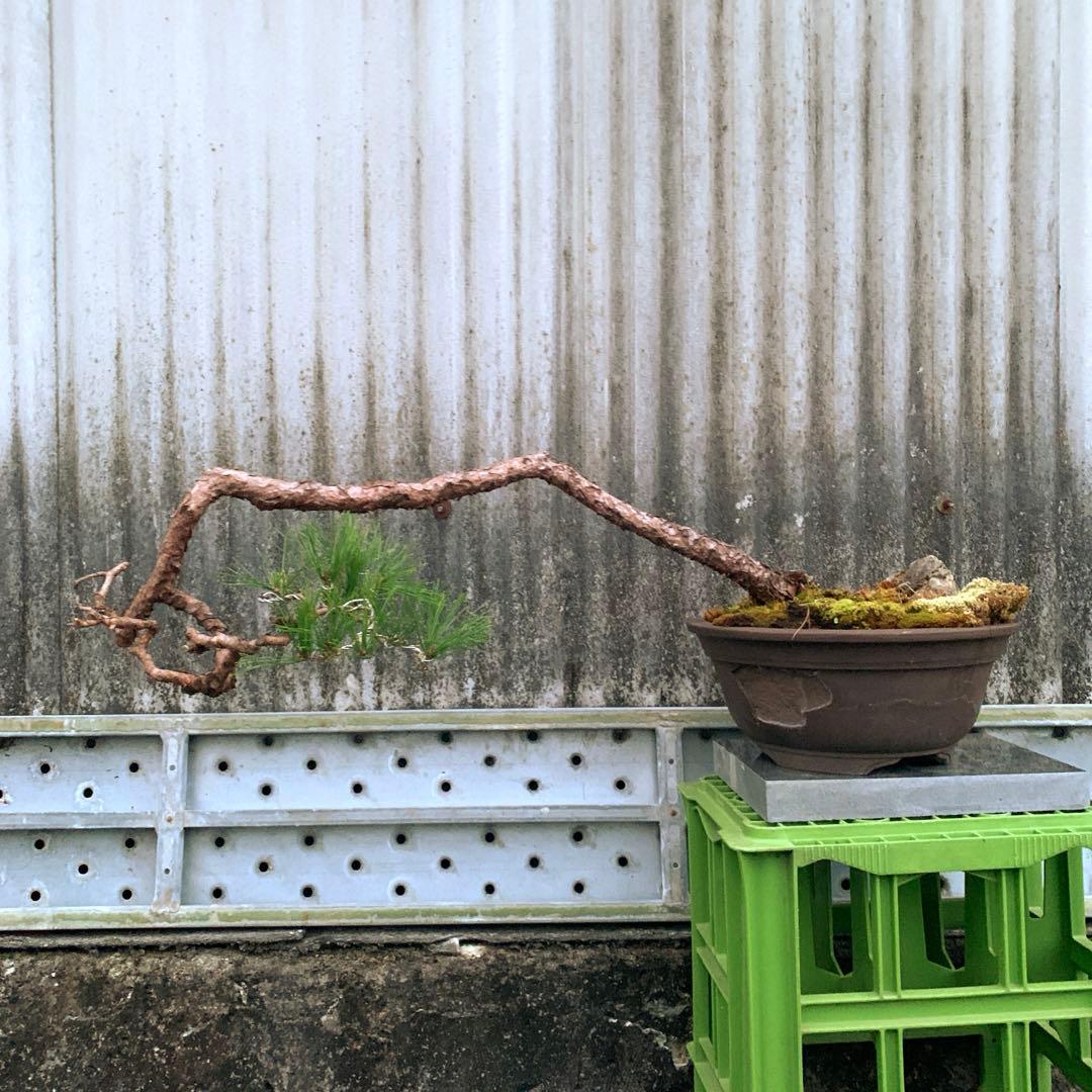 信州産　赤松　山木　山採り　赤幹　古木　長野県産　盆栽