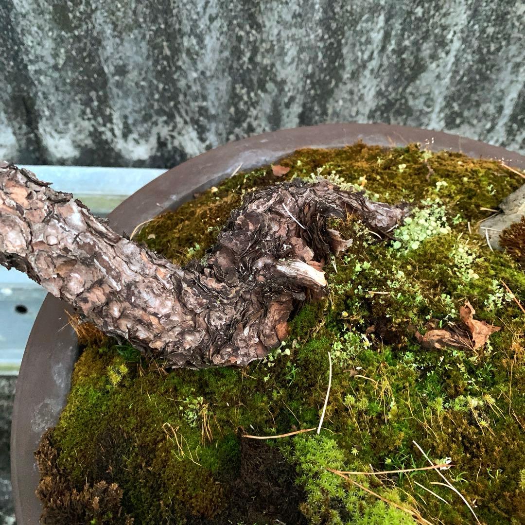 信州産　赤松　山木　山採り　赤幹　古木　長野県産　盆栽