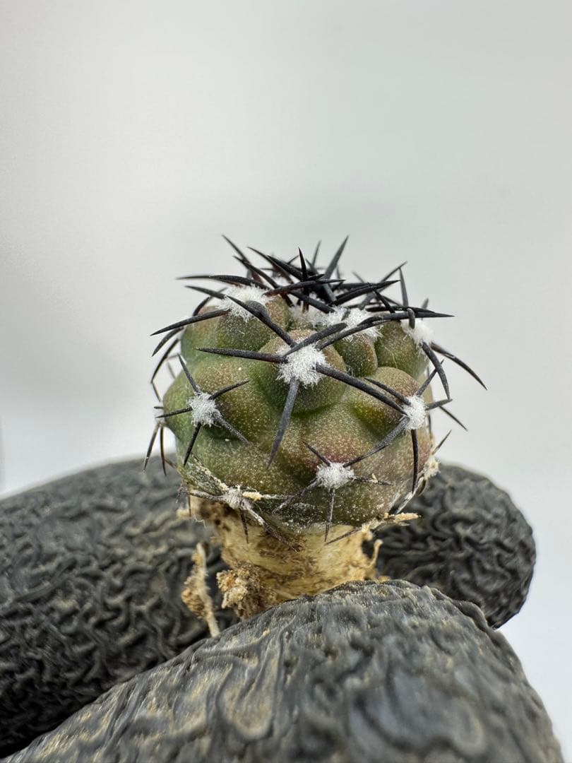 むささび様 リクエスト 5点 まとめ商品