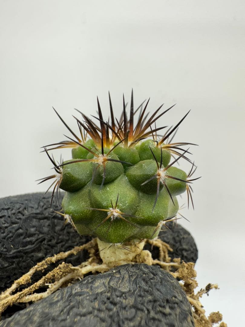 むささび様 リクエスト 5点 まとめ商品