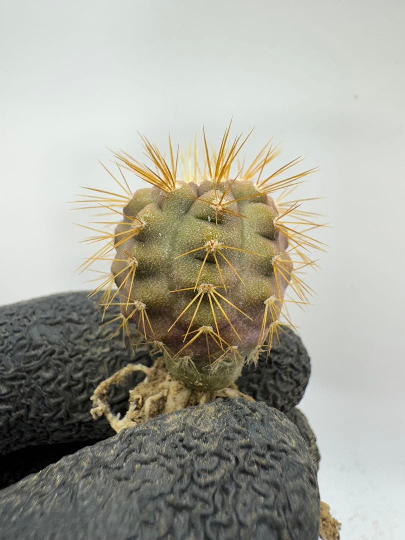 むささび様 リクエスト 5点 まとめ商品