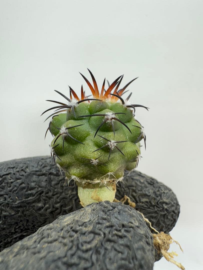 むささび様 リクエスト 5点 まとめ商品