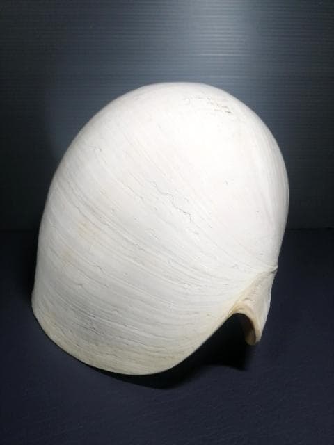 巨大 ヤシ貝 巻貝 天然物 30×22×15cm 1480ｇ 自然標本 オブジェ