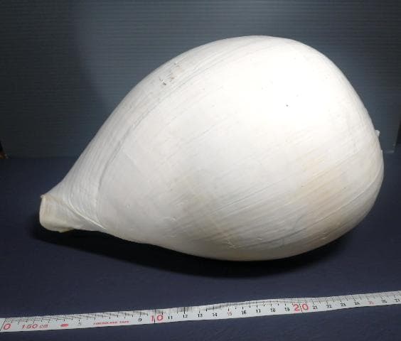 巨大 ヤシ貝 巻貝 天然物 30×22×15cm 1480ｇ 自然標本 オブジェ