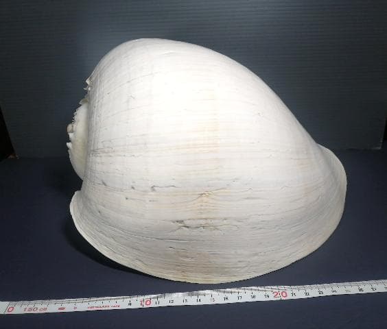 巨大 ヤシ貝 巻貝 天然物 30×22×15cm 1480ｇ 自然標本 オブジェ