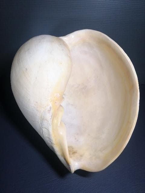 巨大 ヤシ貝 巻貝 天然物 30×22×15cm 1480ｇ 自然標本 オブジェ