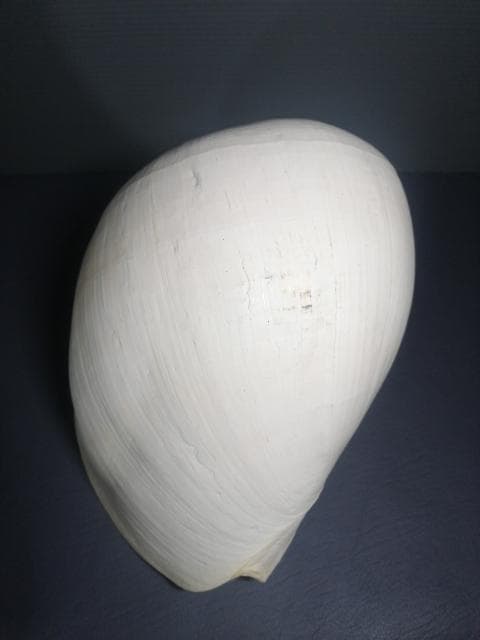 巨大 ヤシ貝 巻貝 天然物 30×22×15cm 1480ｇ 自然標本 オブジェ