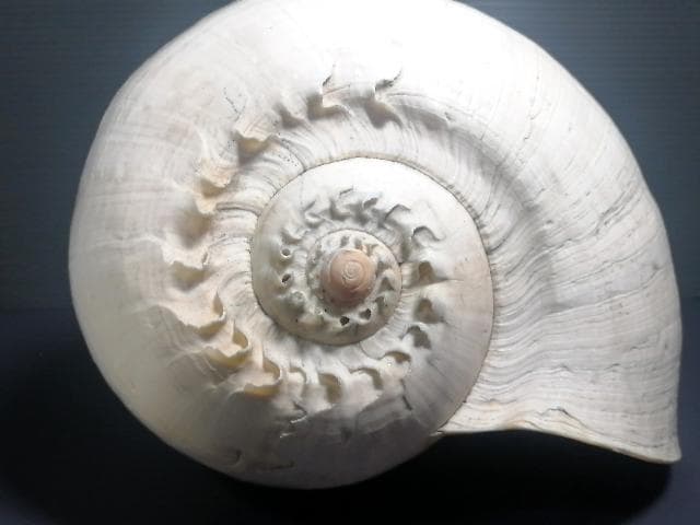 巨大 ヤシ貝 巻貝 天然物 30×22×15cm 1480ｇ 自然標本 オブジェ