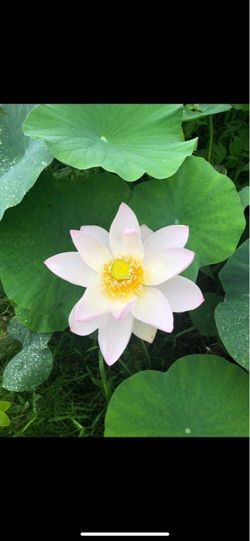 ハスの種 1000粒（200個✖️5袋）、100個訳あり品（キズ、汚れ等）おまけ付