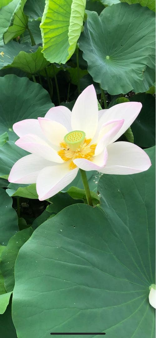 ハスの種 1000粒（200個✖️5袋）、100個訳あり品（キズ、汚れ等）おまけ付