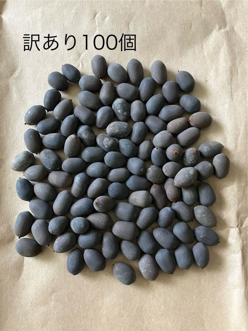 ハスの種 1000粒（200個✖️5袋）、100個訳あり品（キズ、汚れ等）おまけ付