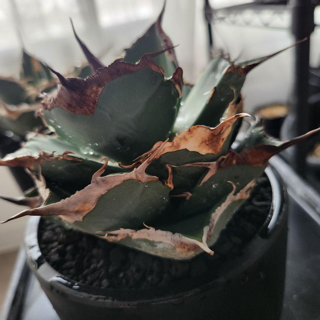 343＊コレクション株＊【1.4写真更新】アガベ チタノタ 黒豹