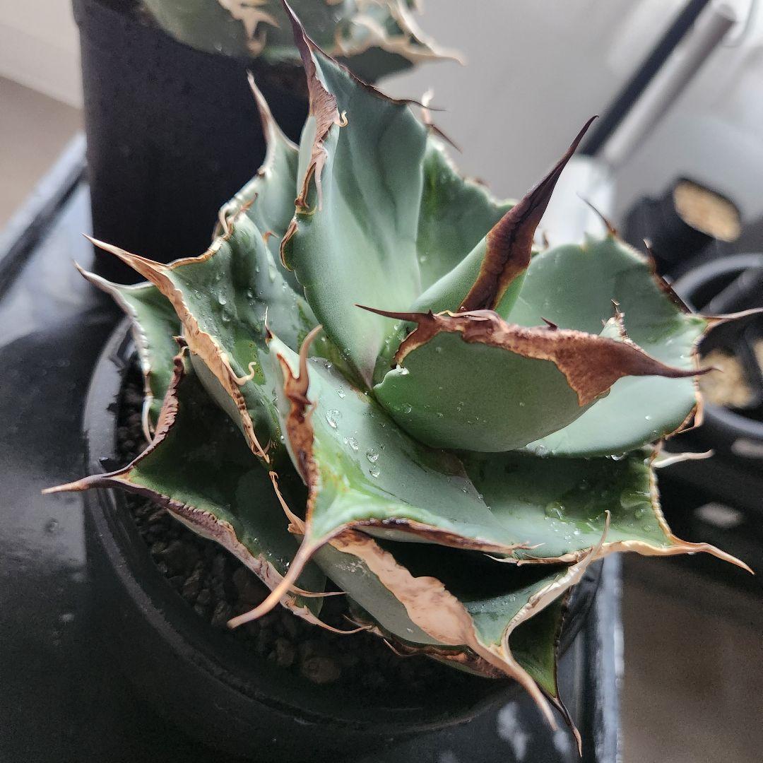 343＊コレクション株＊【1.4写真更新】アガベ チタノタ 黒豹