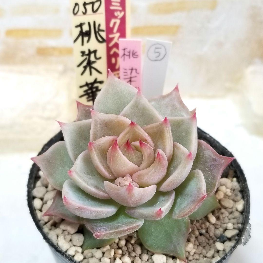 花芽付き 桃染華 ⑤ 抜き苗 おらいさん 多肉植物 札なし 6cmポット