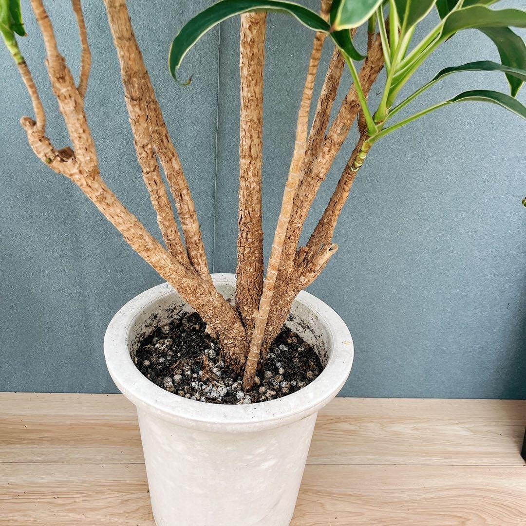 現品］50番 ドラセナ コルジリネ 白雲 観葉植物 室内 8号 1点限り