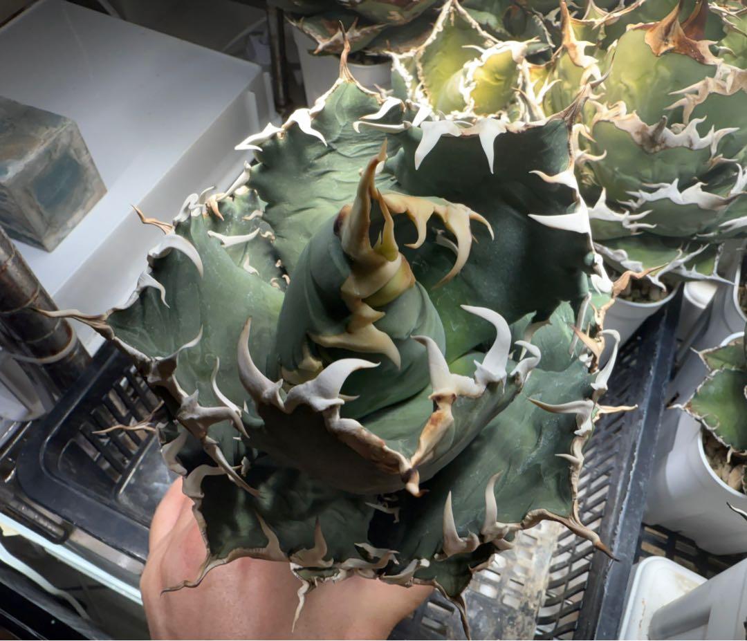 Collection オテロイ 夕映系の選抜株 検）チタノタ悪魔くん 狂雨