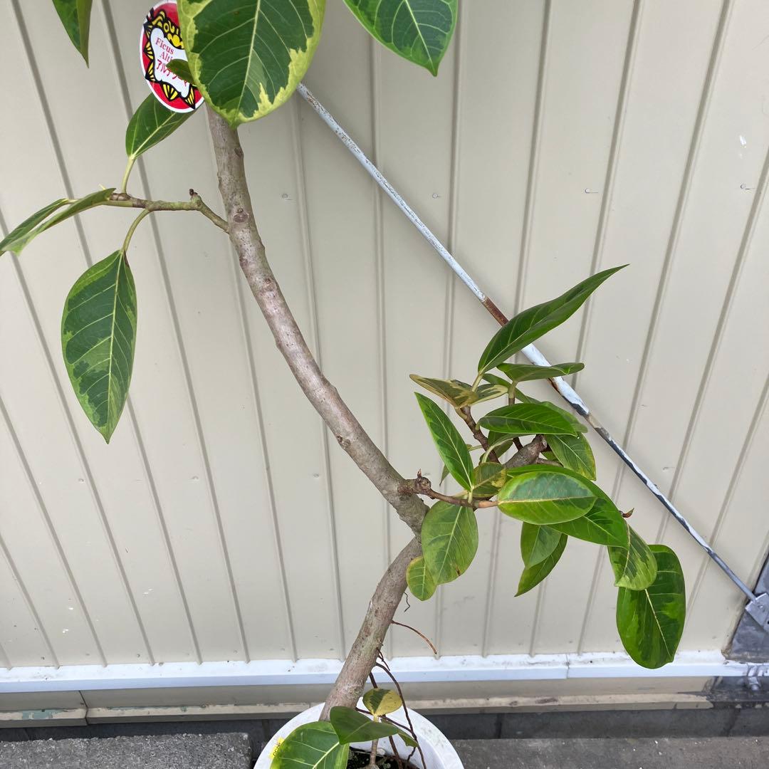 フィカス アルテシーマ 曲がり 鉢皿付き - メルカリ