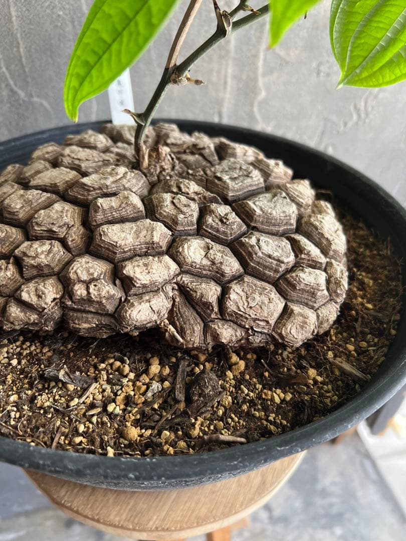 r*n様 メキシコ亀甲竜① 20センチオーバー 特大株 セラアート丸鉢