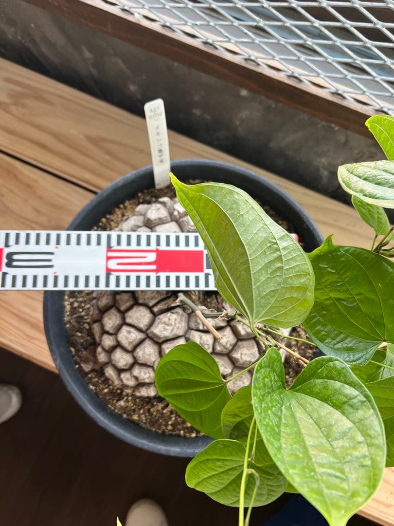 r*n様 メキシコ亀甲竜① 20センチオーバー 特大株 セラアート丸鉢