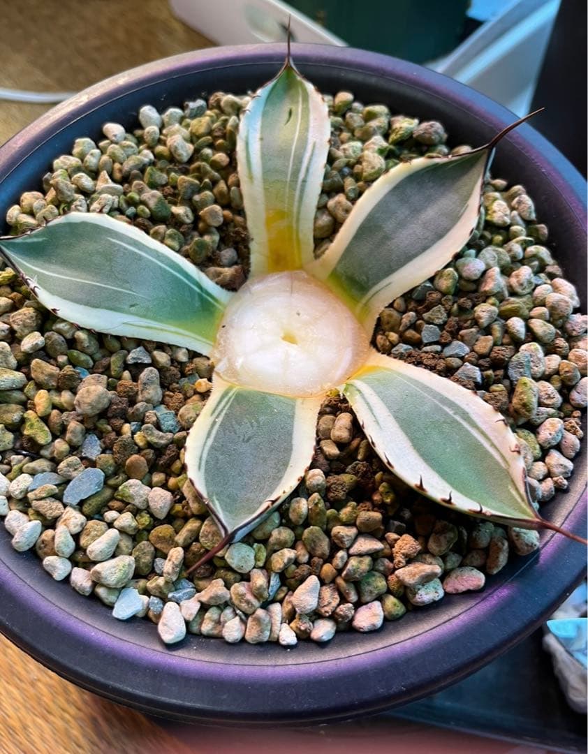 特別価格❗️】 アガベ パリー トランカータ オリザバ 本物 - メルカリ