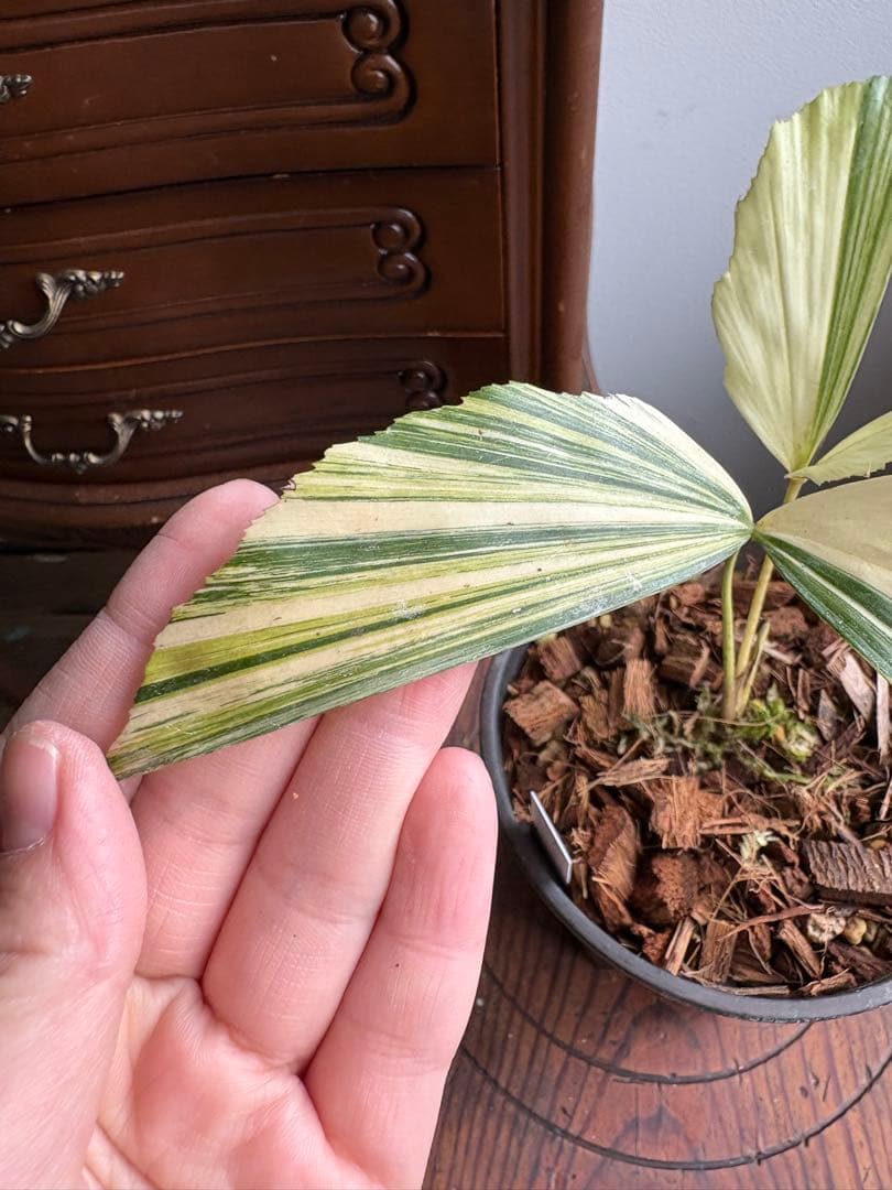 クジャクヤシ斑入り Caryota mitis variegated 3.5号