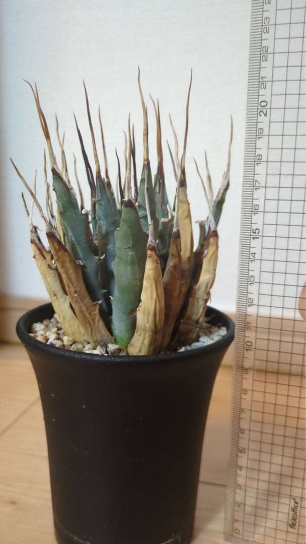 エボリスピナ　長棘