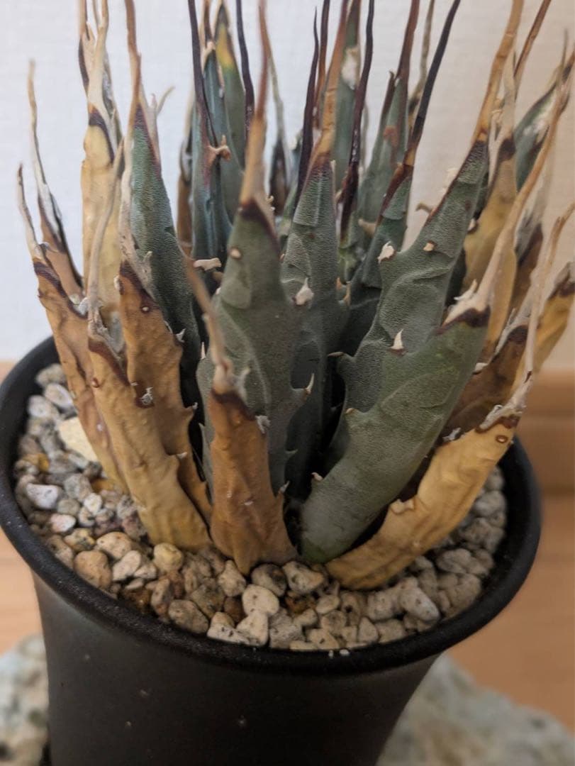 エボリスピナ　長棘