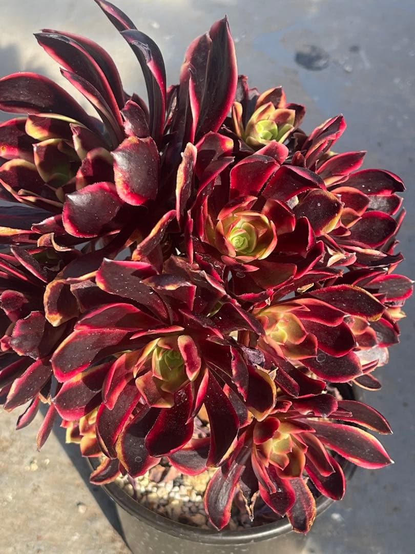 多肉植物アエオニウム  ꕤ欧嘉麗法師錦ꕤ木立、高足 (大苗群生19頭以上）