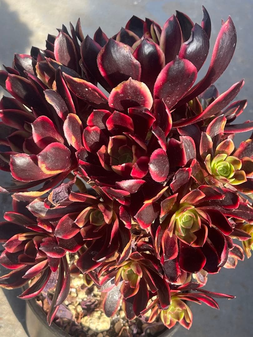 多肉植物アエオニウム  ꕤ欧嘉麗法師錦ꕤ木立、高足 (大苗群生19頭以上）