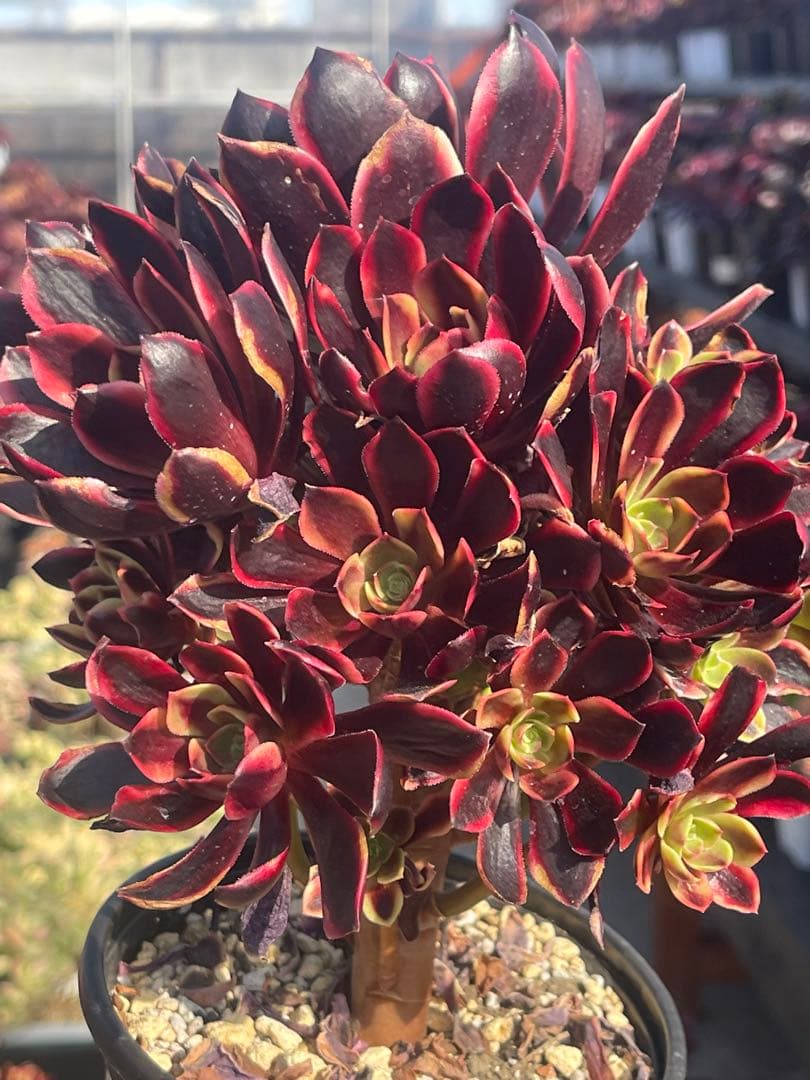 多肉植物アエオニウム  ꕤ欧嘉麗法師錦ꕤ木立、高足 (大苗群生19頭以上）