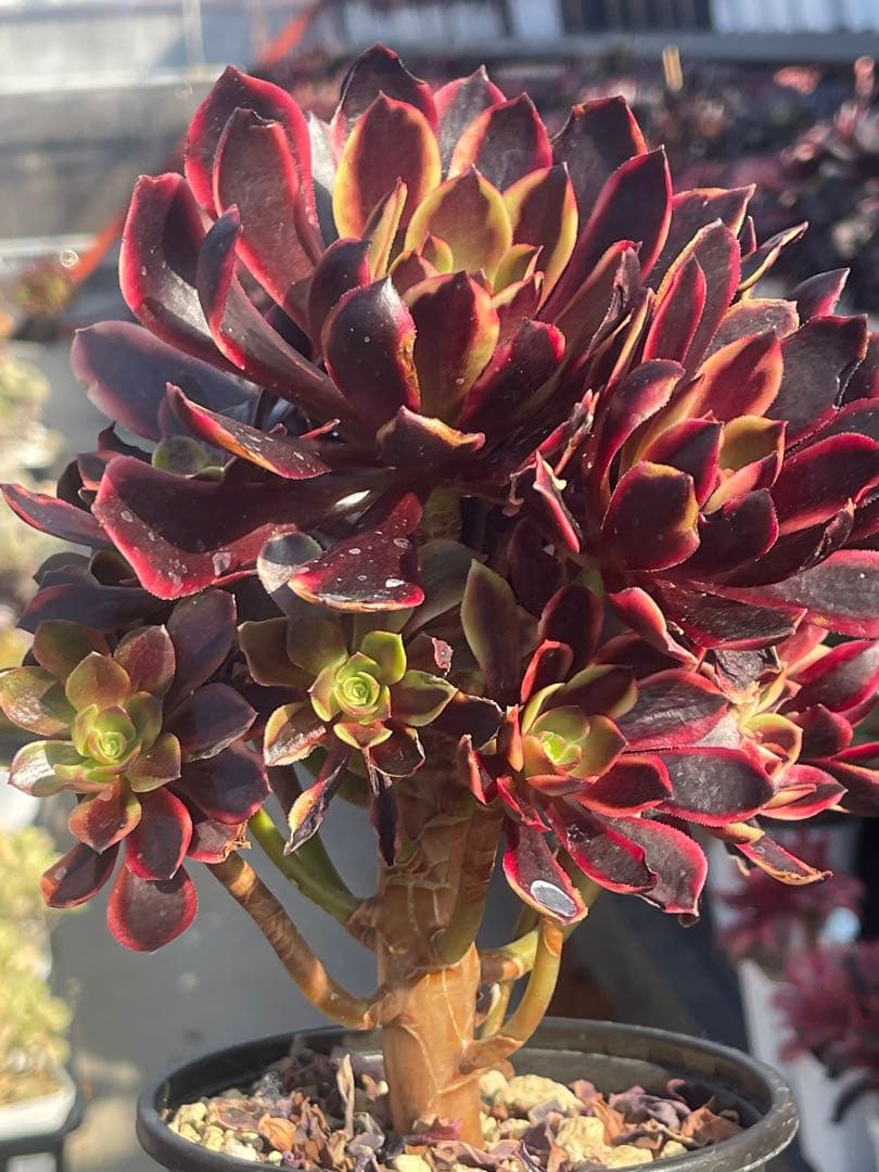 多肉植物アエオニウム  ꕤ欧嘉麗法師錦ꕤ木立、高足 (大苗群生19頭以上）