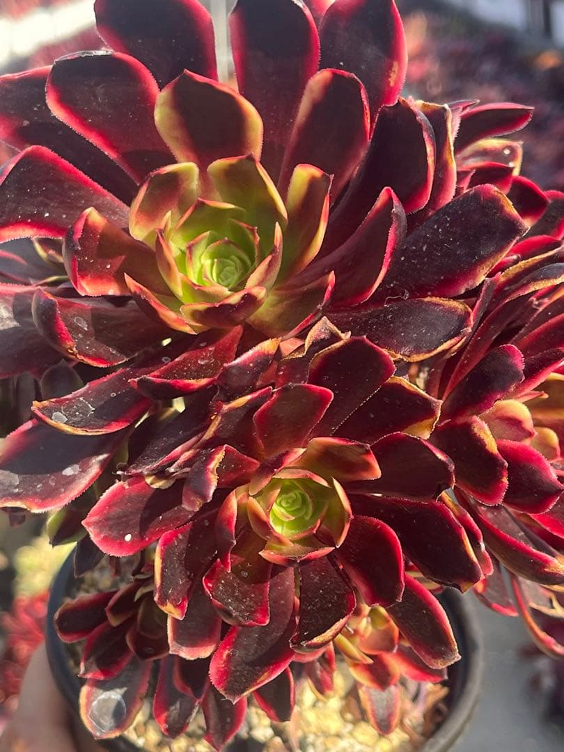 多肉植物アエオニウム  ꕤ欧嘉麗法師錦ꕤ木立、高足 (大苗群生19頭以上）