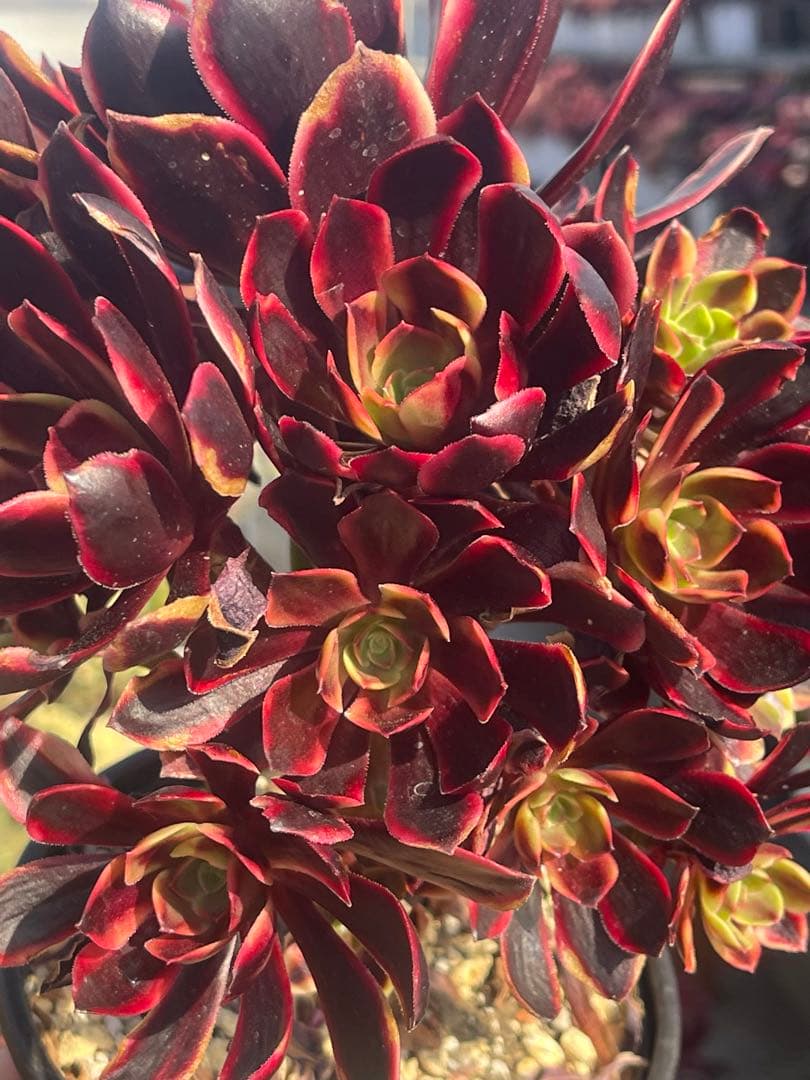 多肉植物アエオニウム  ꕤ欧嘉麗法師錦ꕤ木立、高足 (大苗群生19頭以上）