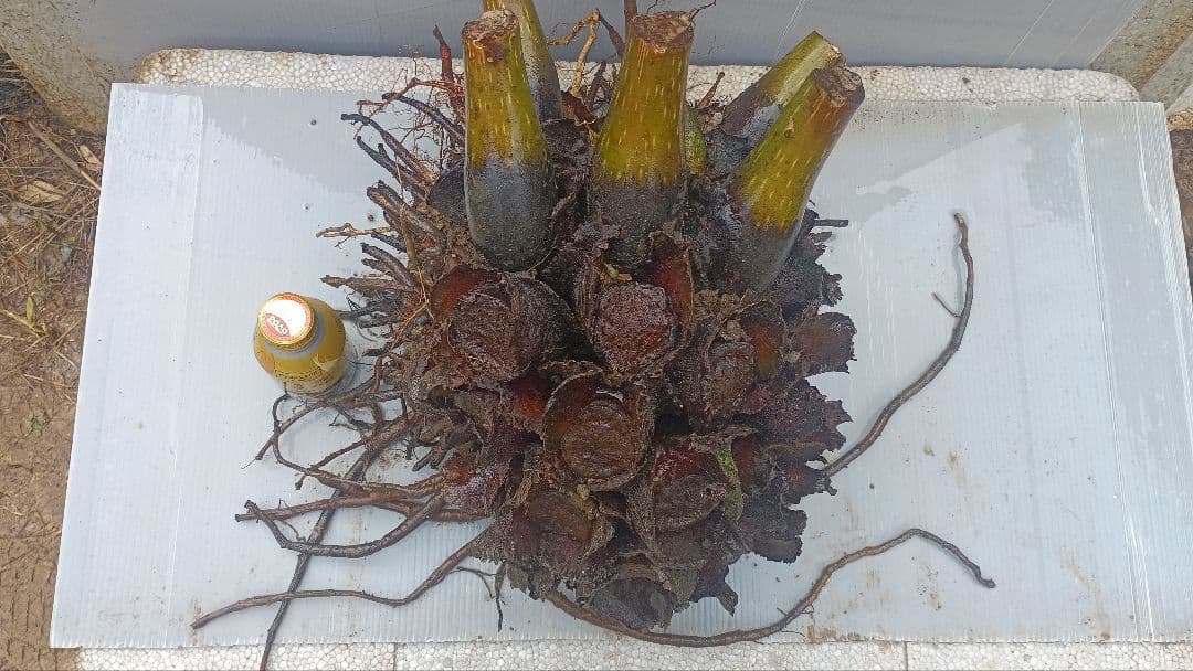 亜熱帯のシダ リュウビンタイ 奄美大島産 巨大株 - メルカリ