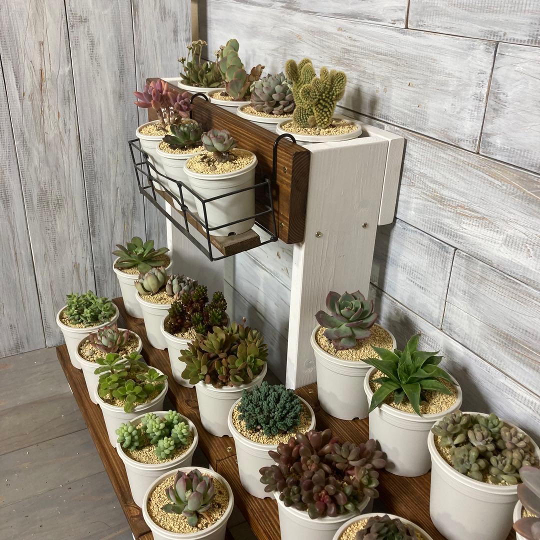 L08 多肉植物棚 多肉棚 ウッドプランター 観葉植物 ディスプレイ 飾り