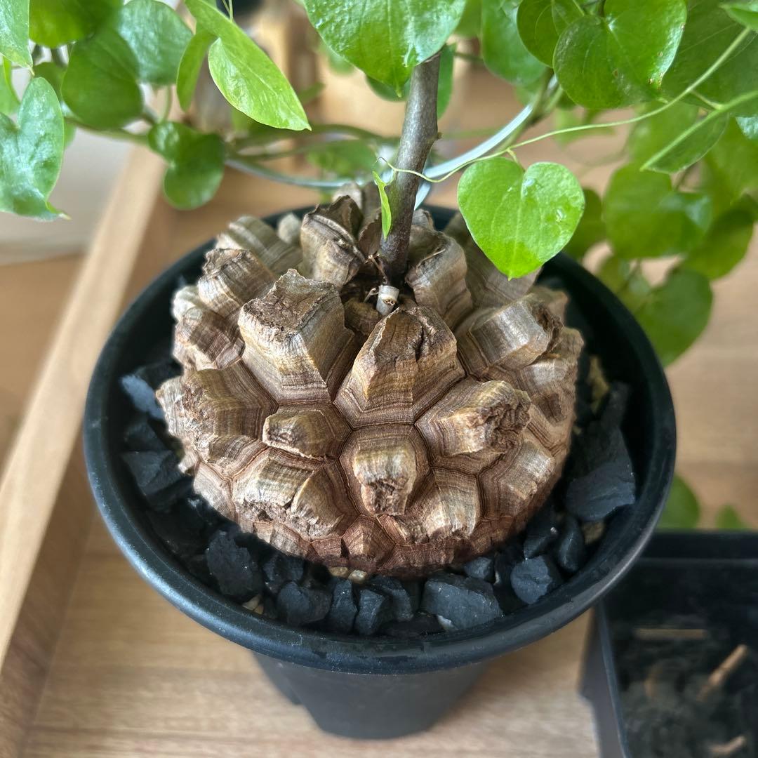 亀甲竜　長谷川園芸