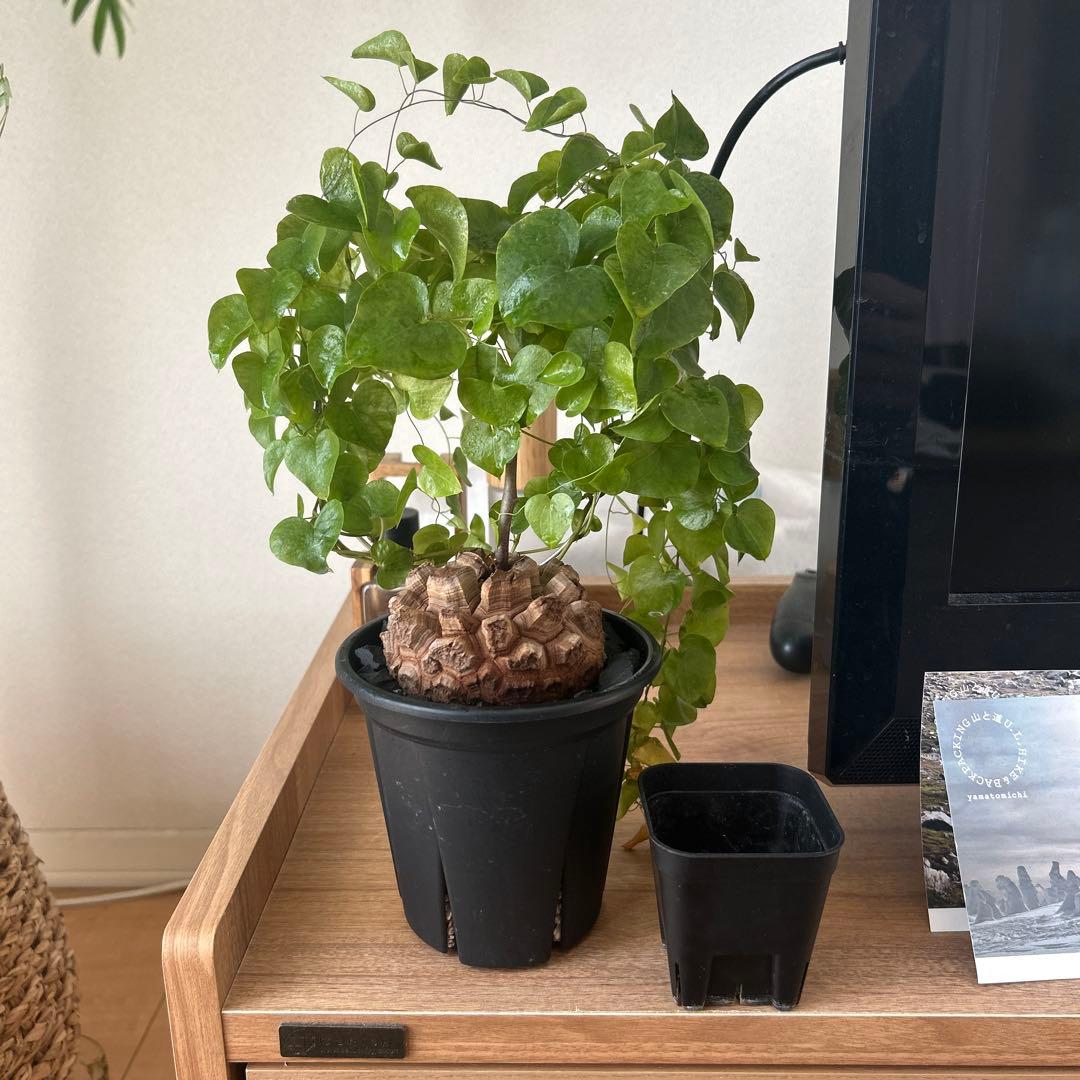 亀甲竜　長谷川園芸