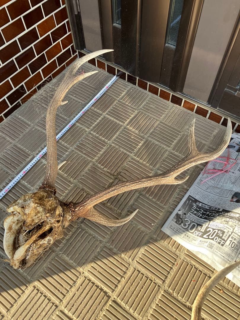 鹿の角 約70cm エゾシカ