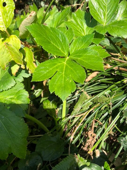 明日葉抜き苗【B】