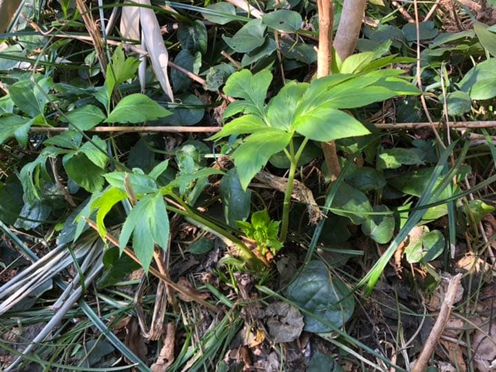 明日葉抜き苗【B】