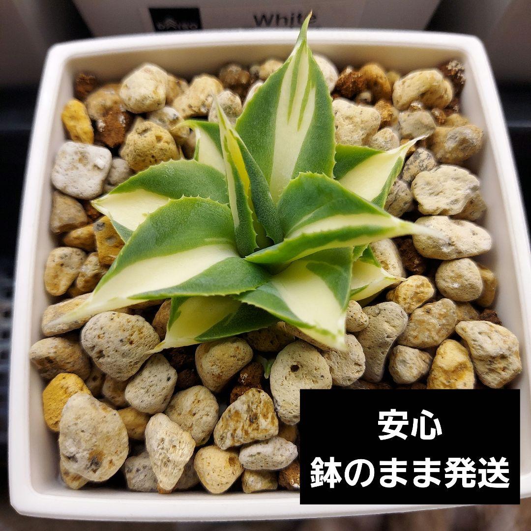 TS様 リクエスト 2点 まとめ商品 メルカリ便同梱発送 料金変更済み