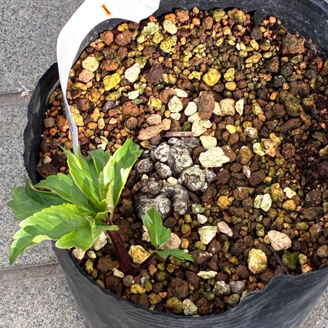 オ*ン様 ☘️超レア☘️❤️根充実❤️しっかり新芽❤️846Ash【ASHWOO