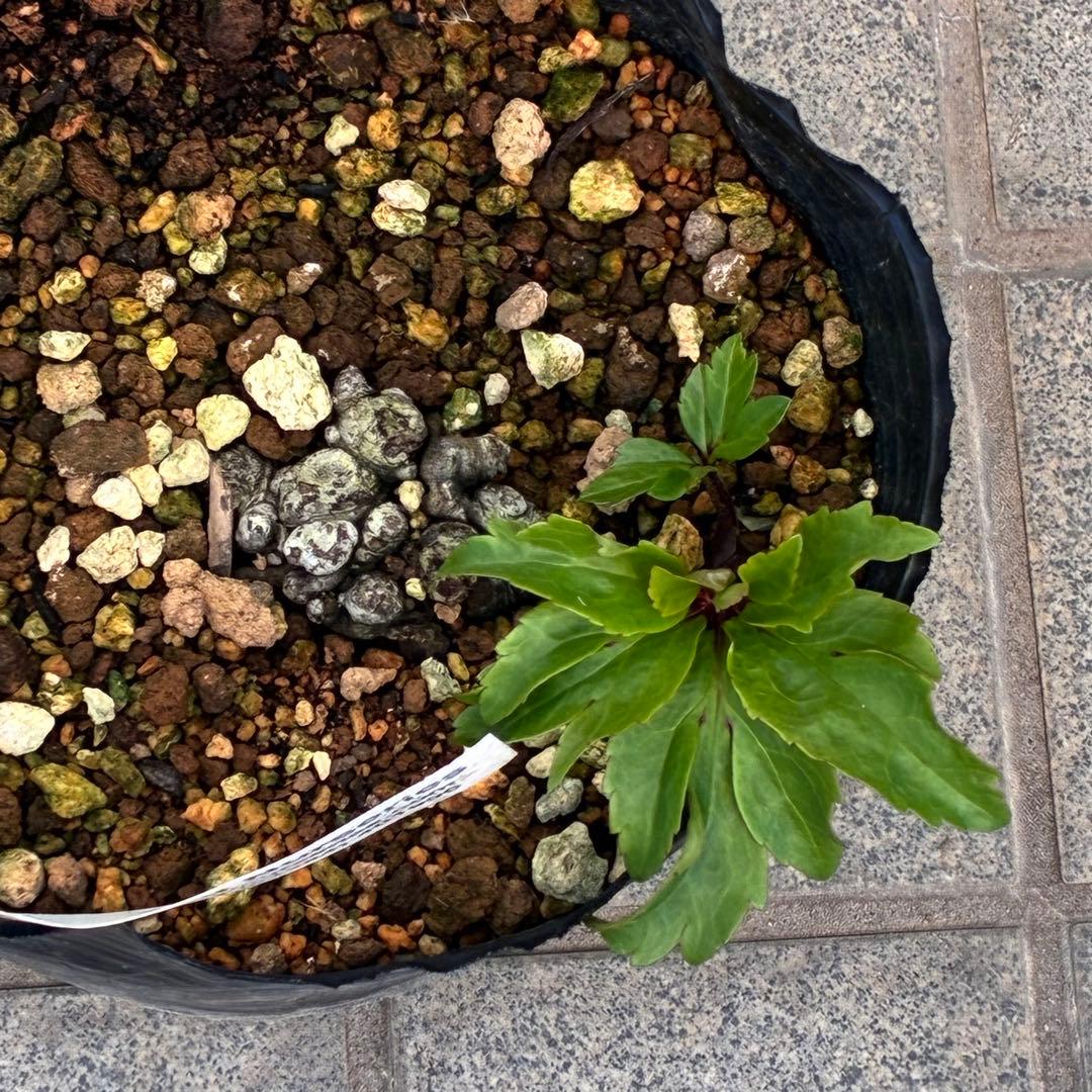 オ*ン様 ☘️超レア☘️❤️根充実❤️しっかり新芽❤️846Ash【ASHWOO