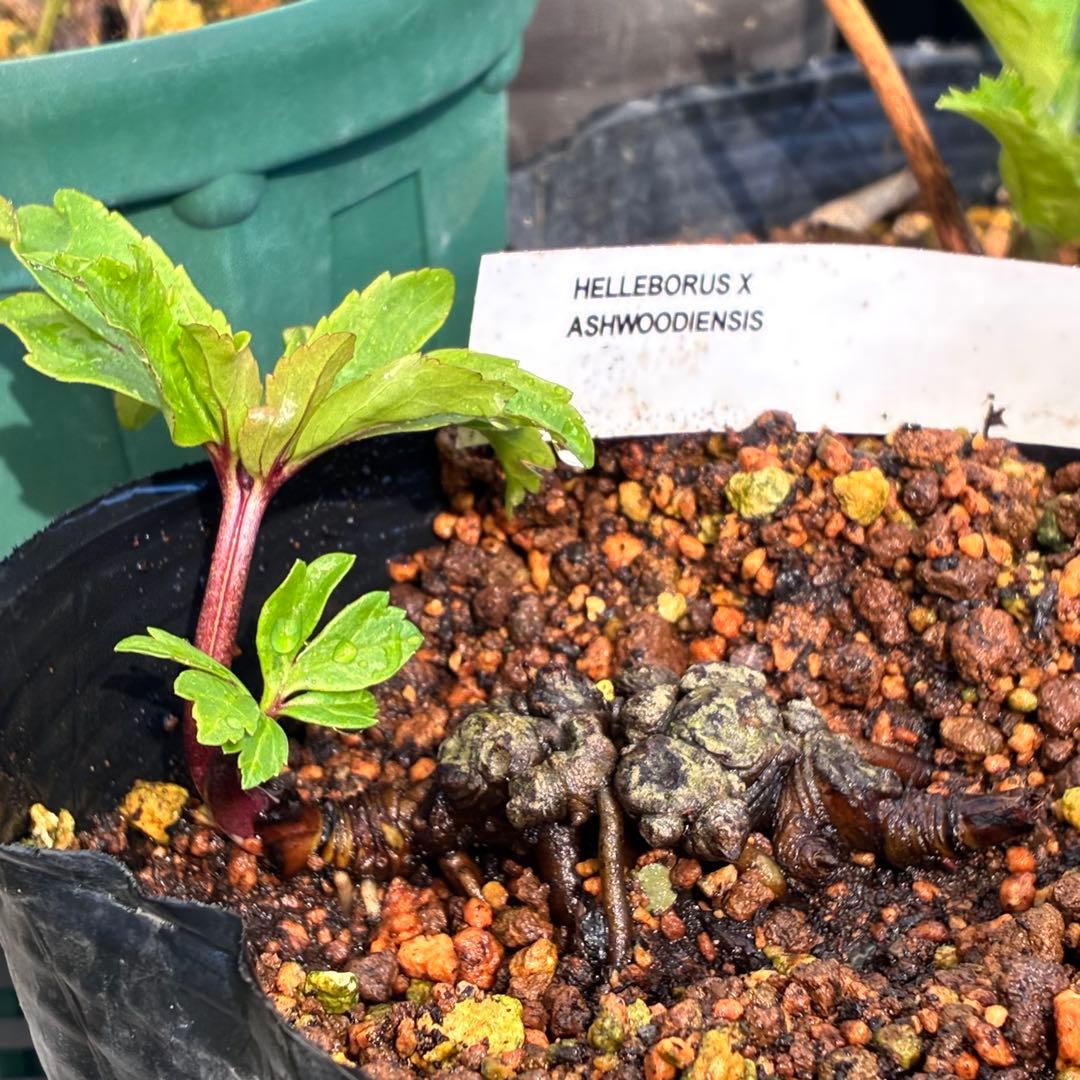 オ*ン様 ☘️超レア☘️❤️根充実❤️しっかり新芽❤️846Ash【ASHWOO