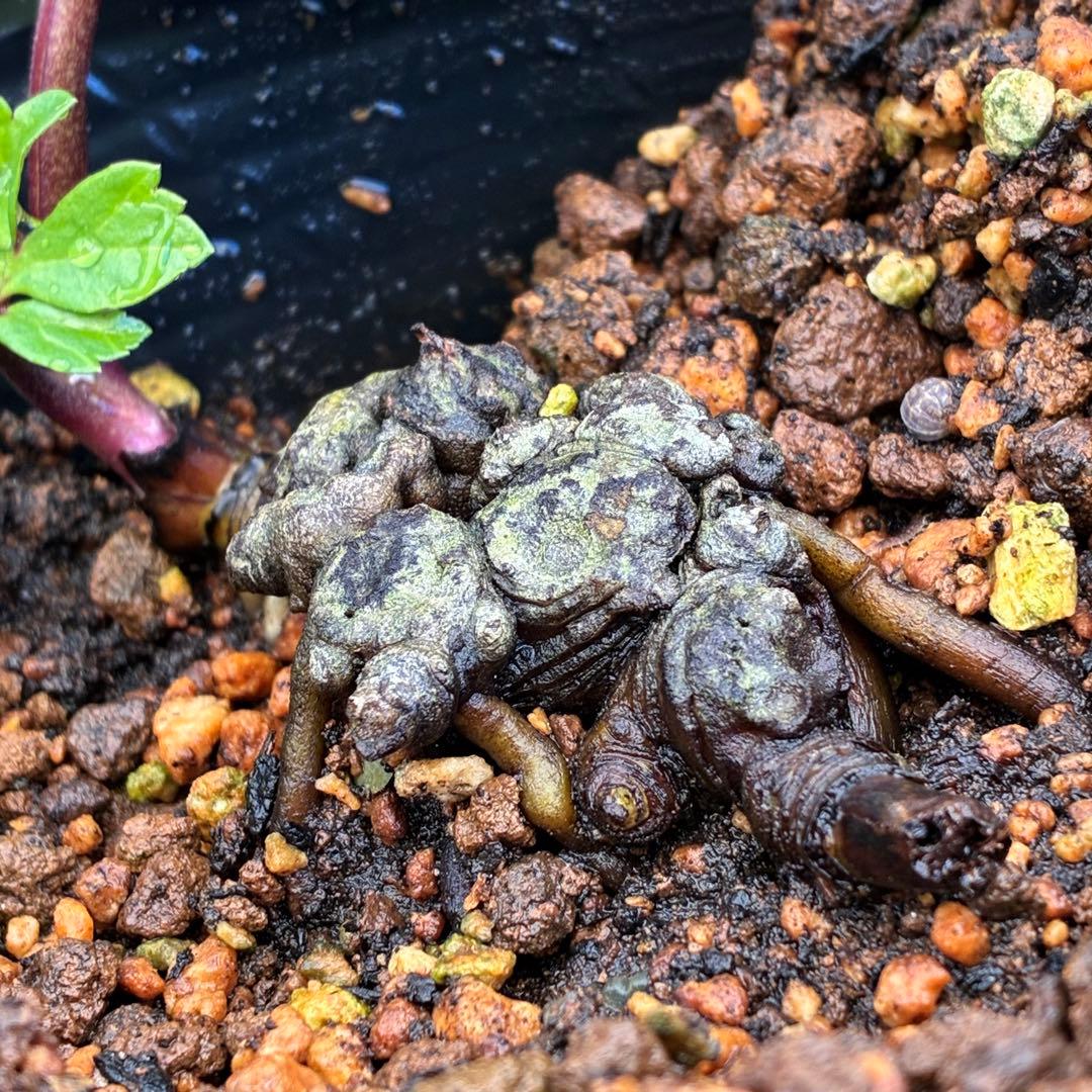 オ*ン様 ☘️超レア☘️❤️根充実❤️しっかり新芽❤️846Ash【ASHWOO